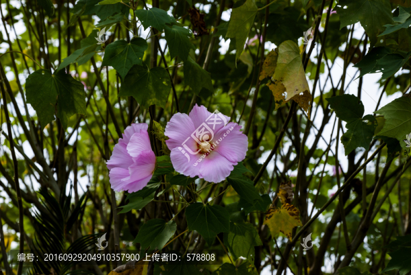 花,芙蓉花,木芙蓉花