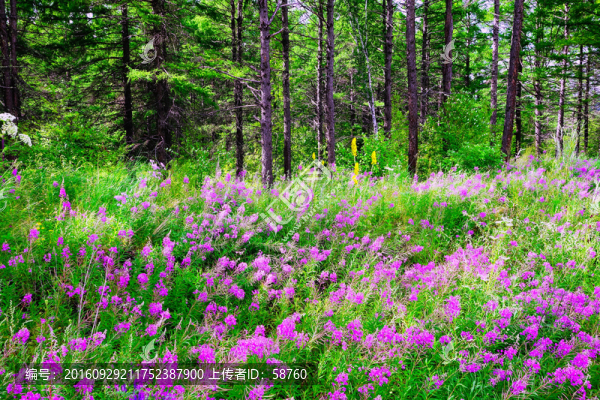 樹林山花