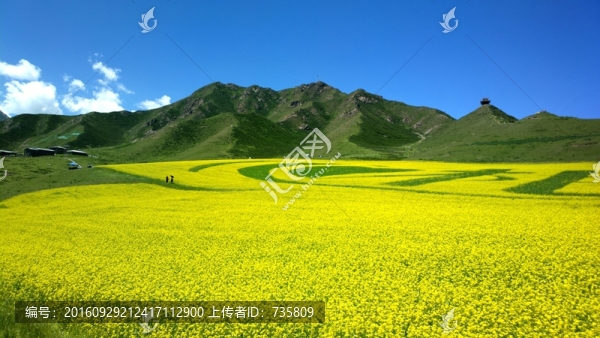 油菜花田