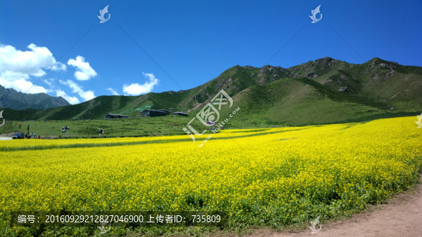 油菜花田