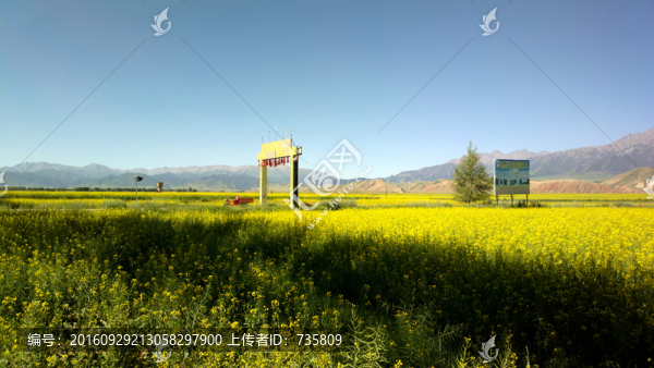 油菜花田