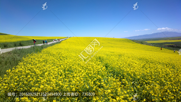 油菜花田