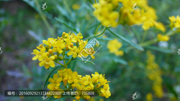黃花