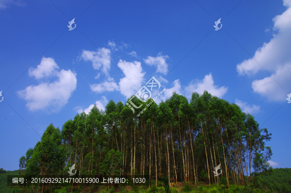 樹林