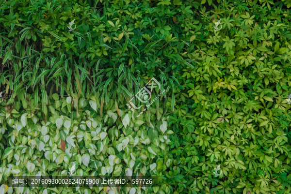 綠色植物墻