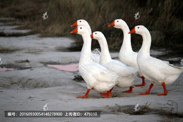 鵝,白鵝,大鵝