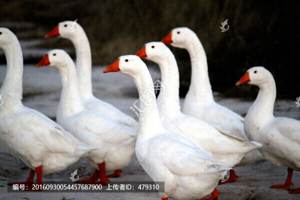 鵝,白鵝,大鵝,家禽,草原