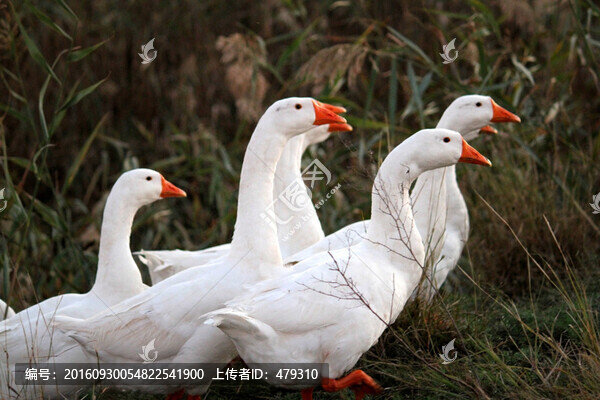 鵝,白鵝,大鵝,家禽