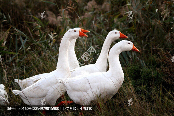 鵝,白鵝