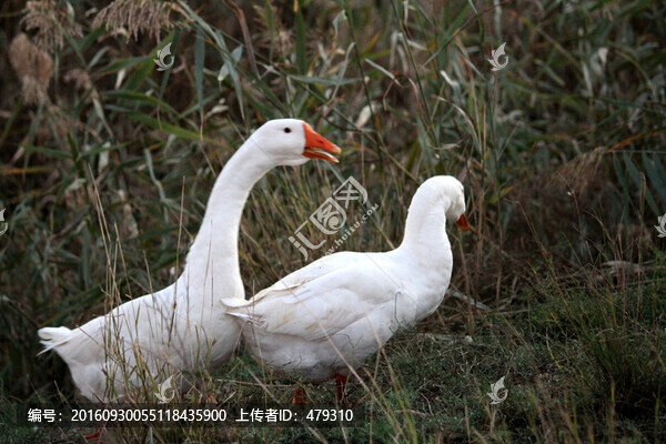 鵝,白鵝,大鵝,家禽