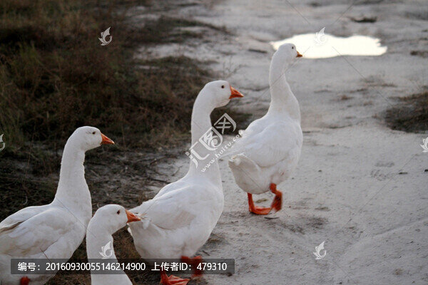 鵝,白鵝,大鵝,家禽,草原