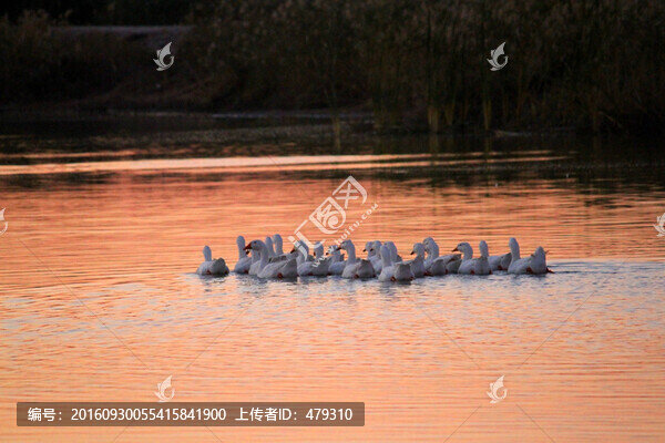 鵝,白鵝