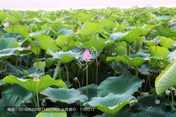 荷花