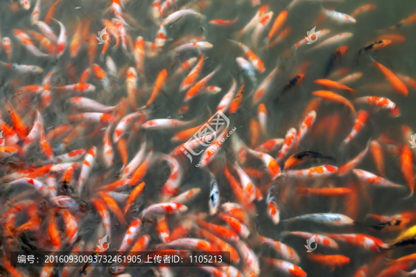 錦鯉