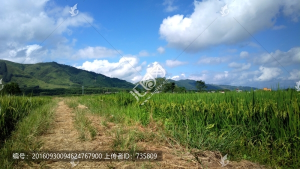 田間路