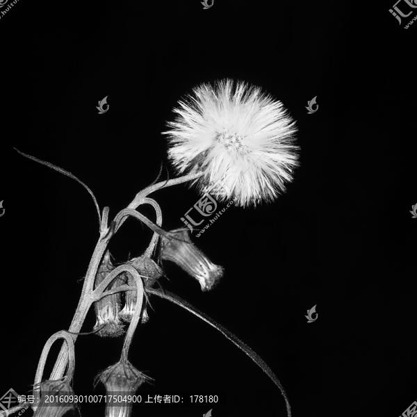 黑白小花