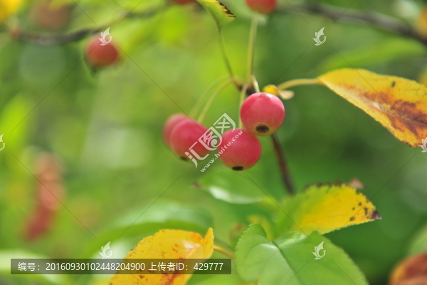紅果,海棠果