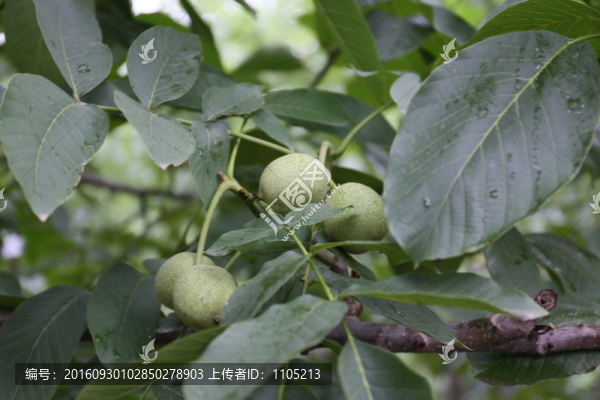 核桃