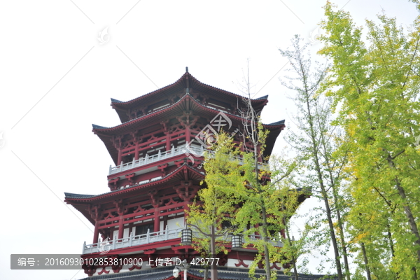 樹林,樹木,銀杏樹