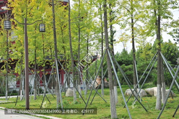 樹林,樹木,秋天