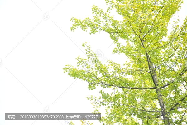 黃葉,金秋樹木