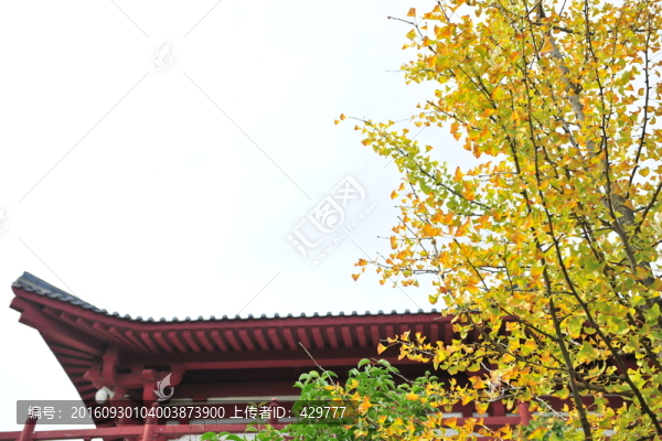 金秋銀杏樹,黃葉