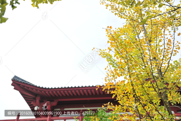 秋天,黃葉,銀杏樹葉