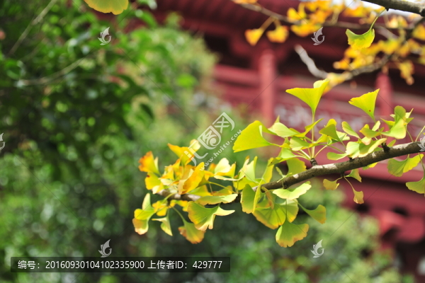 黃葉,樹葉,金秋