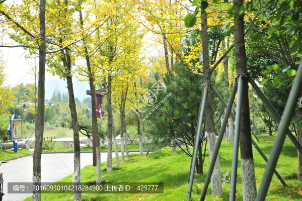 樹林,黃葉,銀杏林