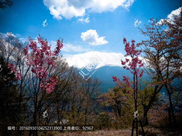 富士山