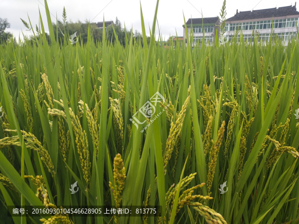 農(nóng)家稻田