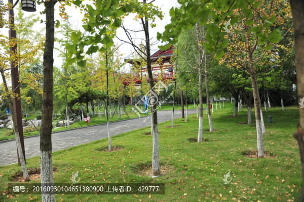 樹林