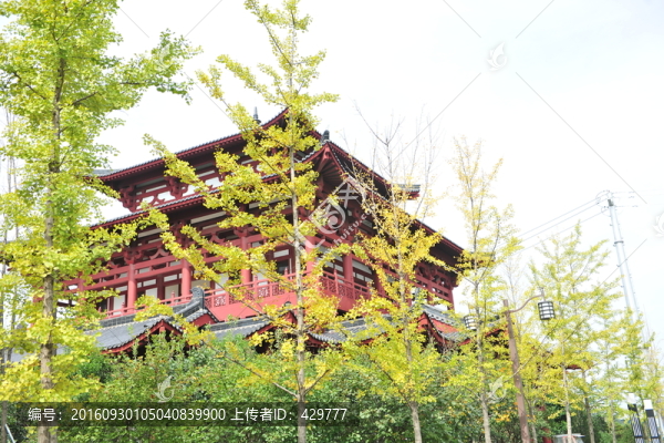 銀杏樹,樹林,黃葉