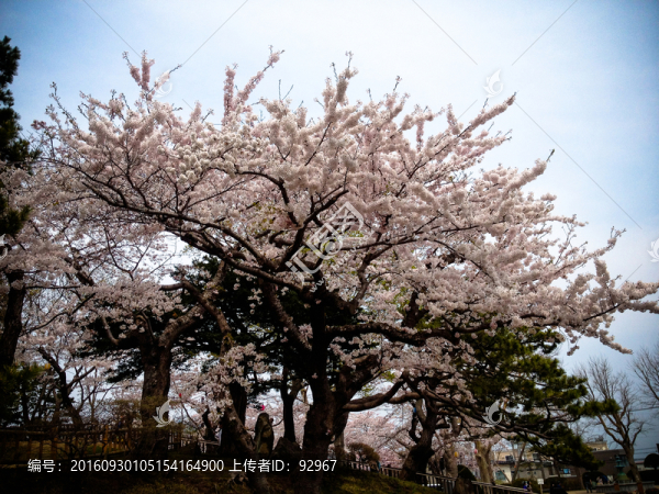 日本櫻花