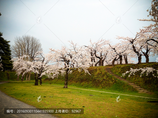 日本櫻花