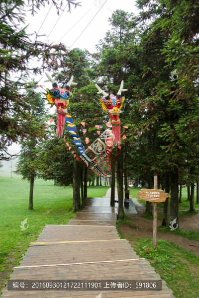 仙女山樹林中的棧道