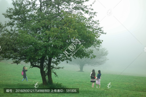 仙女山晨霧中的樹與女孩