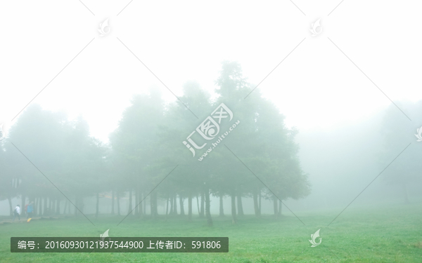 晨霧中的杉樹林