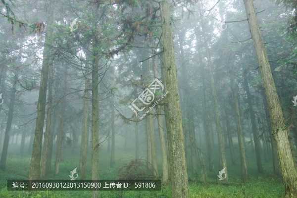 晨霧中的樹(shù)林