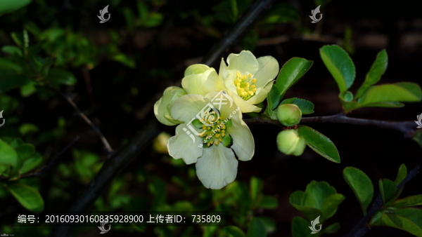 茶花