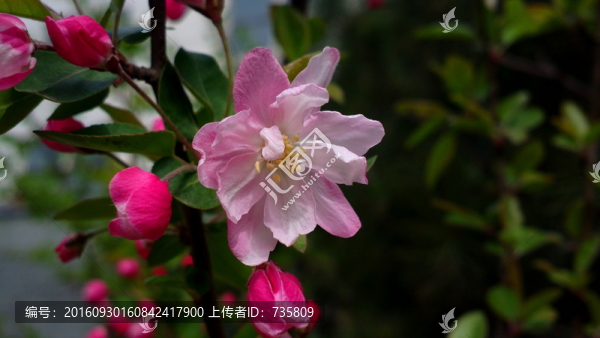紅花
