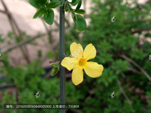 一朵黃花