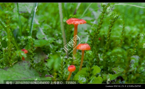 野生蘑菇
