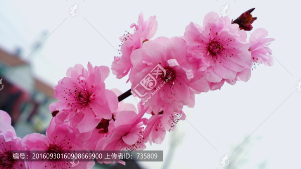 桃花盛開