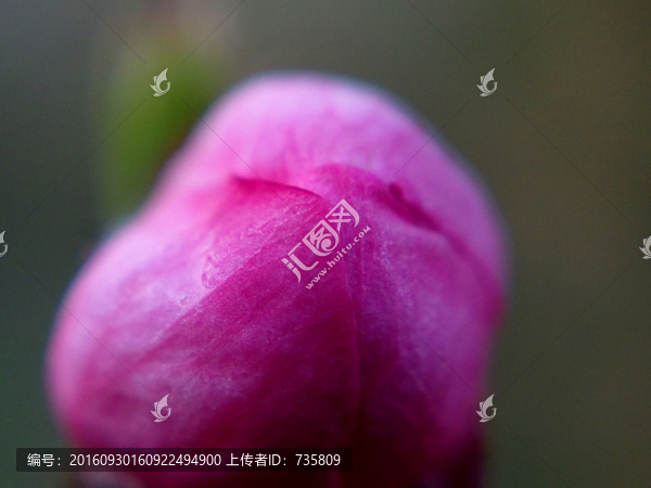 花苞