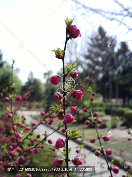 紅花