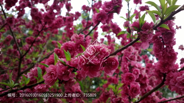 紅色桃花