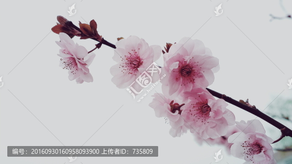 桃花