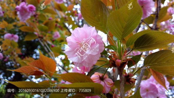 鮮花盛開