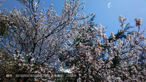 鮮花盛開